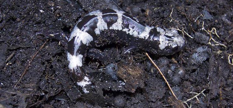 A female black and white striped Marbled Salamander burrows in the mud over her eggs