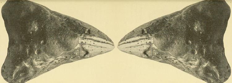 Sepia image of 2 large Megalodon shark tooth fossil from a giant extinct shark mirroring each other