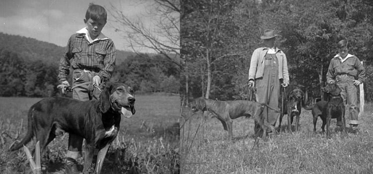 Vintage black and white photos of a father and son hunting with their 3 Plott Hounds in the woods in North Carolina