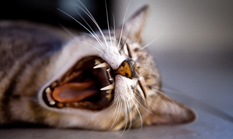 Closeup of the face of a tabby cat lying on the ground yawning, showing its pink tongue and clean teeth