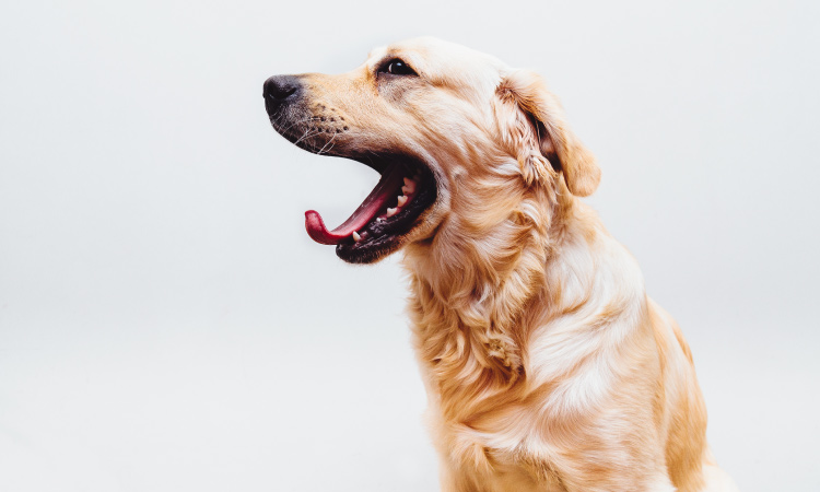 Side profile of a golden retriever dog yawning and sticking out its pink tongue, showing its teeth