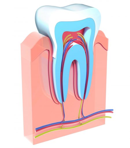 tooth-interior-north-carolina digital image of the nerves in your teeth
